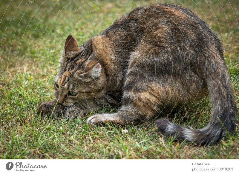 Katze frisst eine Maus Natur Pflanze Tier Sommer Gras Garten Wiese Nutztier Wildtier fangen Fressen Jagd Spielen sportlich Erfolg Geschwindigkeit braun grün