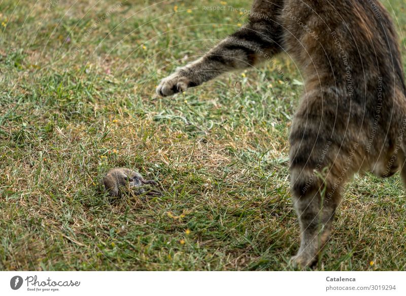 Beute, Katze spielt mit ihrer erbeuteten Maus Natur Tier Sommer Gras Rasen Wiese Garten Nutztier Wildtier Totes Tier 2 Bewegung Jagd braun grün Stimmung Leben