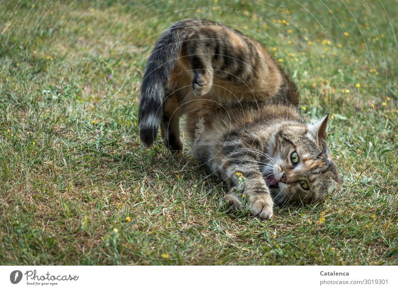 Ein wenig spielen denkt die Katze und quält die Maus Natur Pflanze Tier Sommer Gras Garten Wiese Haustier 2 Fitness Fressen Jagd Spielen authentisch klein