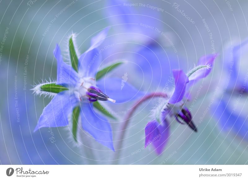Blaue Blüte des Borretsch Kräuter & Gewürze elegant Alternativmedizin Gesunde Ernährung Wellness harmonisch Zufriedenheit ruhig Meditation Spa Tapete