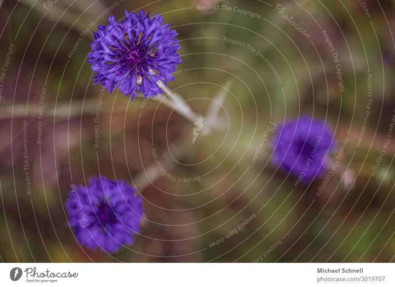 Dreierlei Schärfen der Kornblume Umwelt Natur Pflanze Blume Garten Zusammensein natürlich blau violett Liebe schön Religion & Glaube Zusammenhalt Dreifaltigkeit
