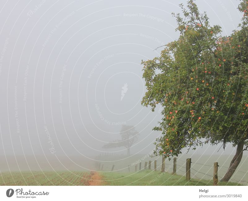 bei dichtem Nebel wird ein Apfelbaum von der Sonnen beleuchtet Lebensmittel Frucht Umwelt Natur Landschaft Pflanze Herbst Baum Gras Feld Zaun Zaunpfahl stehen
