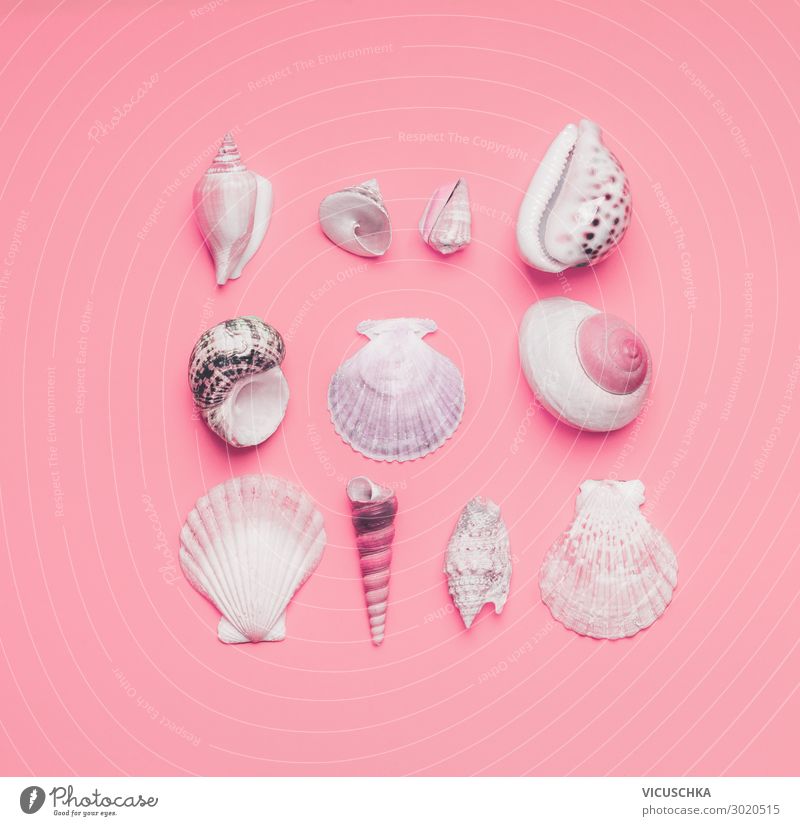 Various sea shells on pastel pink background, top view. Creative layout Flat lay Summer concept
