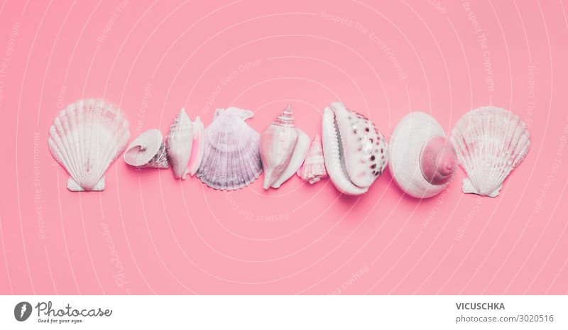 Weiße Muscheln auf rosa Hintergrund Stil Design Ferien & Urlaub & Reisen Sommer Sommerurlaub Dekoration & Verzierung Sammlung Hintergrundbild Hipster Stillleben