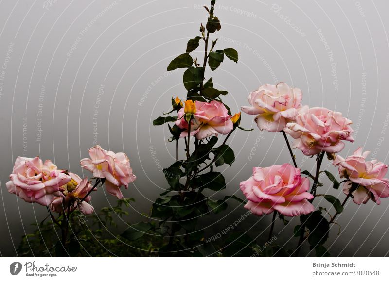 Rosa Rosenstrauch im Nebel einer herauziehenden Wolke elegant schön Duft Dekoration & Verzierung ausgehen Feste & Feiern Muttertag Hochzeit Geburtstag