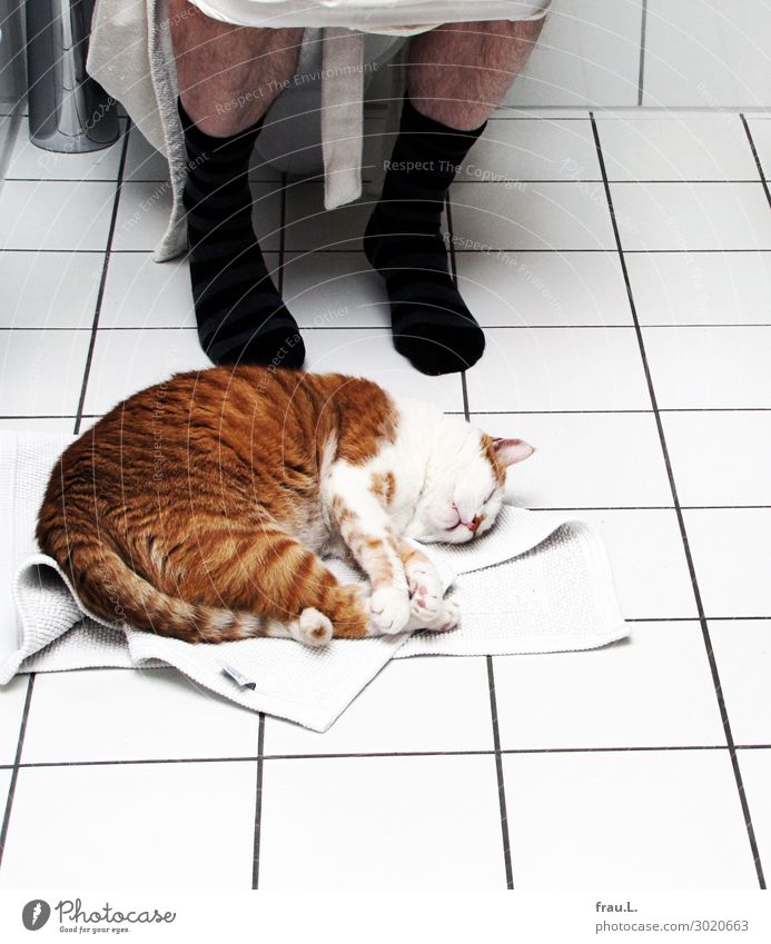 Sitzung Mensch Mann Erwachsene Beine 1 45-60 Jahre Tier Haustier Katze schlafen sitzen Häusliches Leben lustig niedlich braun schwarz weiß Zufriedenheit