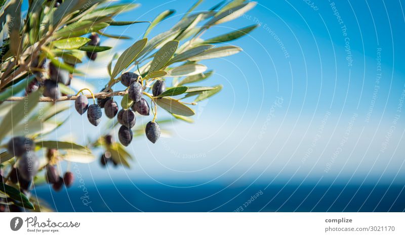 1300* Olivenzweige am Mittelmeer Lebensmittel Öl Ernährung Mittagessen Abendessen Bioprodukte Vegetarische Ernährung Diät Italienische Küche schön Gesundheit