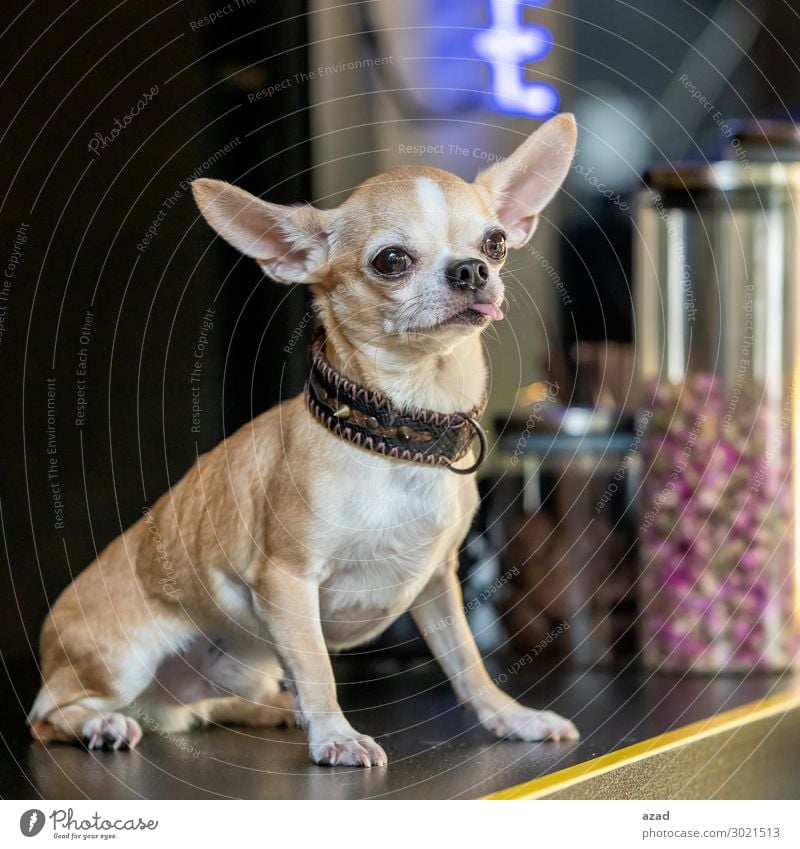 lustiges Haustier Glück Stolz Hund niedlich klug Farbfoto Außenaufnahme Menschenleer Abend Tierporträt