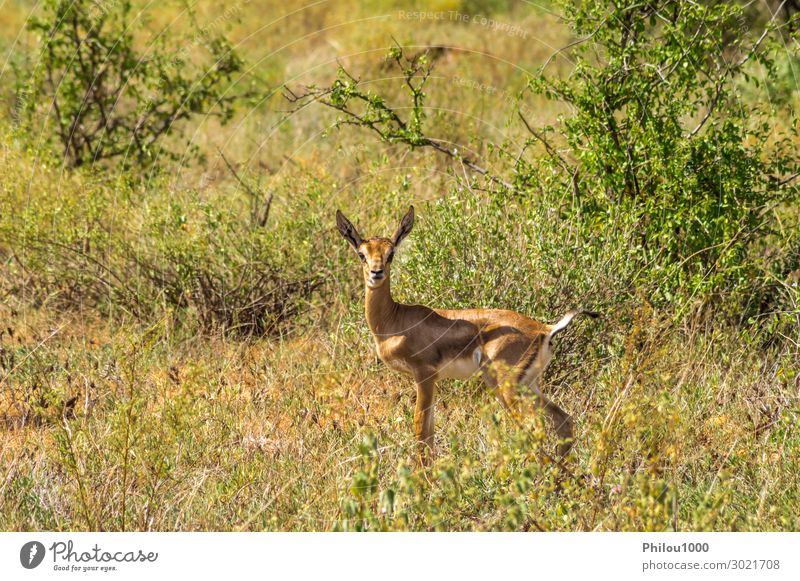 Weiblicher Impala mit jungen Impalas, Samburu Spiel Safari Frau Erwachsene Tier Neugier niedlich Afrika Kenia Aepyzeros Antilopen antilopesoorten Artiodactyla