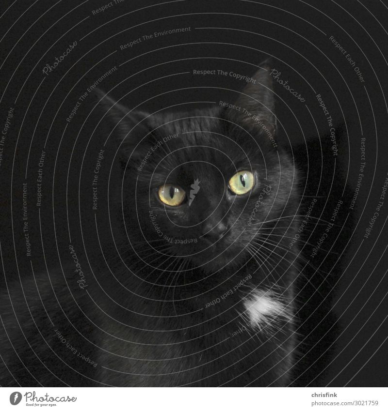 Schwarze Katze vor schwarzem Hintergrund Umwelt Natur Tier Haustier 1 füttern genießen hocken Jagd elegant kuschlig Gefühle Warmherzigkeit Tierliebe friedlich