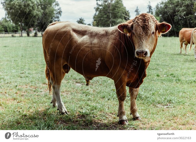 Muuhhh Fleisch Umwelt Natur Tier Haustier Nutztier Kuh 1 Blick ästhetisch authentisch groß schön muskulös stark braun Mut Bulle Weide Farbfoto Außenaufnahme