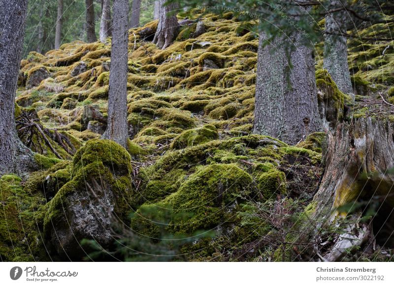 Famooser Wald Berge u. Gebirge wandern Natur Landschaft Pflanze Erde Baum Moos Alpen Erholung Duft einfach fantastisch natürlich grün ruhig Ruhepunkt friedlich