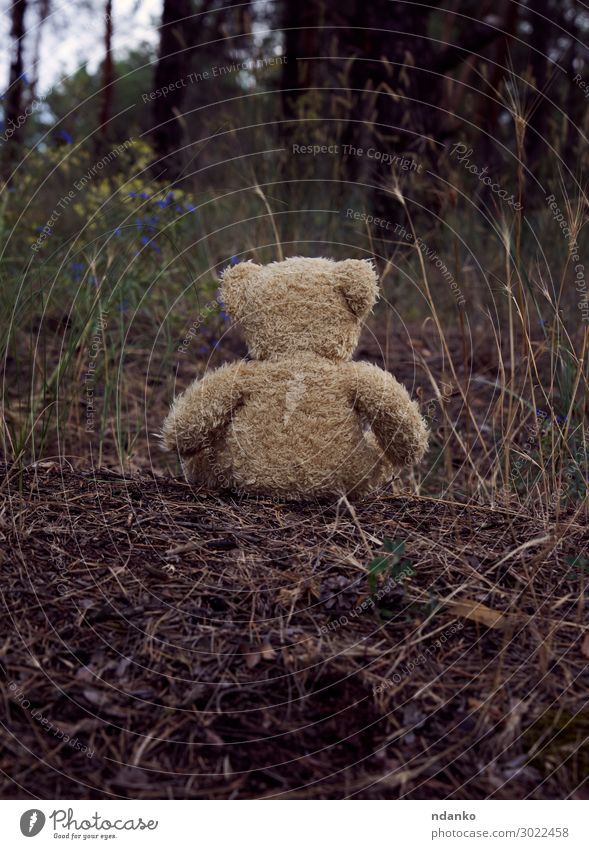brauner Teddybär setzt sich zurück Sommer Kindheit Natur Landschaft Sand Baum Park Wald Hügel Straße Pelzmantel Spielzeug Puppe sitzen Traurigkeit klein