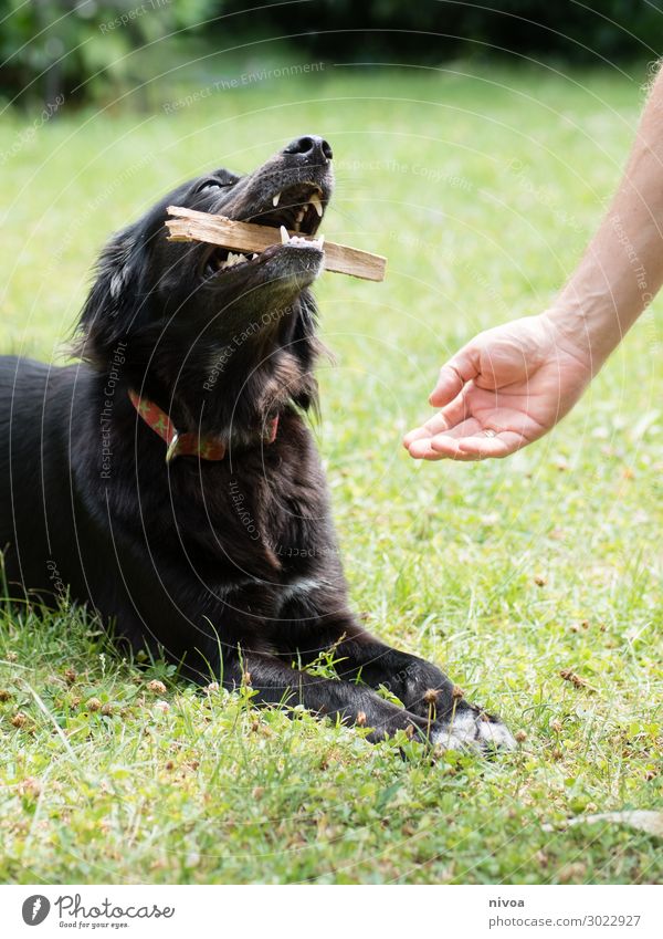 Herrchen bittet Hund um Stock Gesundheit harmonisch Spielen Garten Sport Mensch maskulin Mann Erwachsene Hand Natur Schönes Wetter Gras Sträucher Wiese Halsband