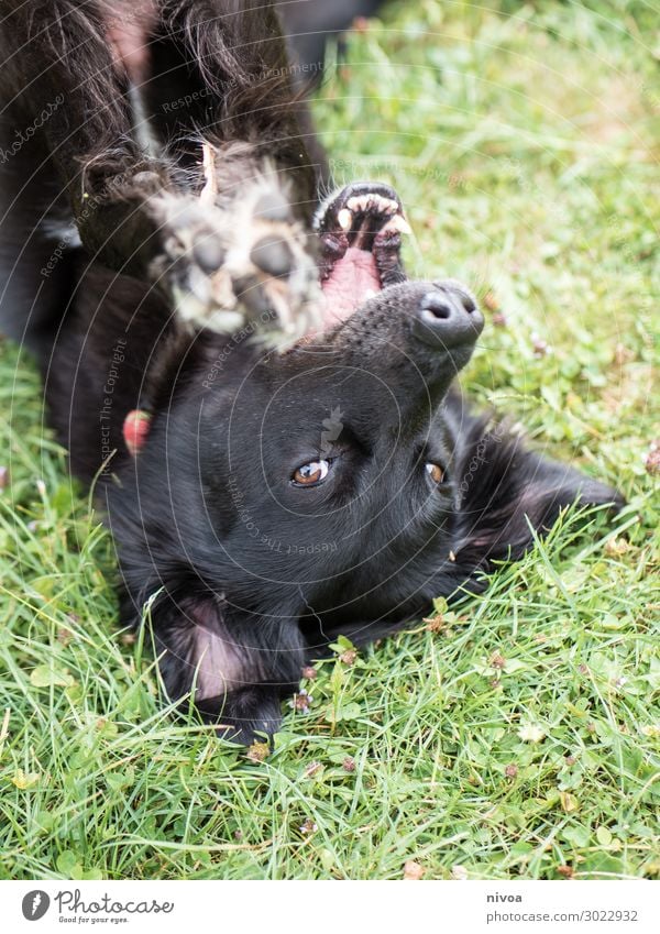 schwarzer Hund liegt auf dem Rücken Freude Freizeit & Hobby Spielen Garten Natur Schönes Wetter Gras Park Wiese Tier Haustier Tiergesicht Fell Krallen Pfote 1