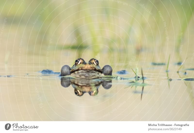 Frosch im Wasser Natur Tier Sonnenlicht Schönes Wetter Teich See Wildtier Tiergesicht Wasserfrosch Auge Maul Schallblasen Pelophylax 1 beobachten Kommunizieren