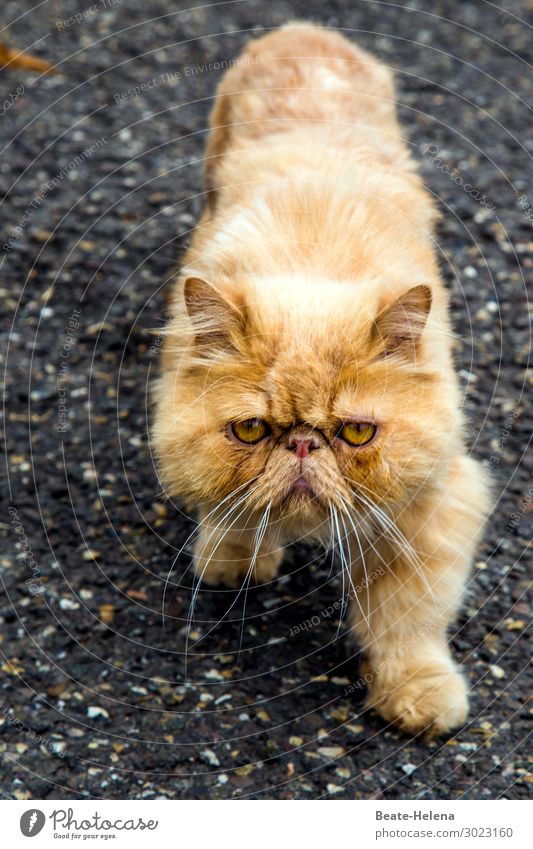 Auch Katzen haben es nicht immer leicht Haare & Frisuren Straße rothaarig Behaarung Haustier Pfote gehen laufen Blick springen außergewöhnlich dunkel exotisch