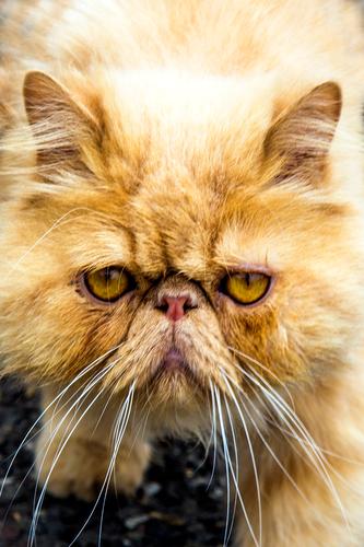 1100 | Gute-Laune-Feier elegant Stil schön Haustier Katze Tiergesicht beobachten Blühend Denken Erholung glänzend genießen Kommunizieren leuchten Blick warten