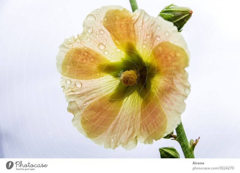 nach dem Sommerregen Pflanze Wassertropfen Regen Sträucher Blüte Tau Hibiscus glänzend Duft frisch nass natürlich schön gelb grün orange Reinheit Natur rein