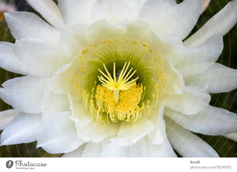 Üppige Vollrahmen-Kaktusblume in weiß und gelb Detail Design Freude schön Sommer Natur Pflanze Blume Blüte entdecken Coolness frisch einzigartig Sukkulenten