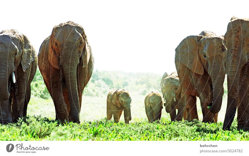 familienausflug Ferien & Urlaub & Reisen Tourismus Ausflug Abenteuer Ferne Freiheit Safari Wildtier Tiergesicht Elefant Herde Tierjunges Tierfamilie