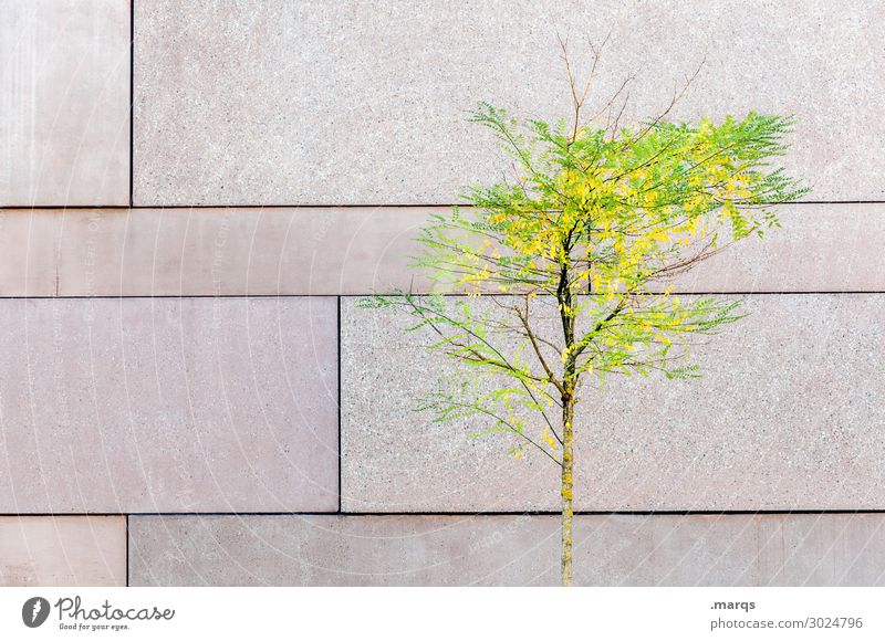 Junger Baum vor Wand Laubbaum jung grün gelb Beton Linien urban Sommer Leben hell gesund