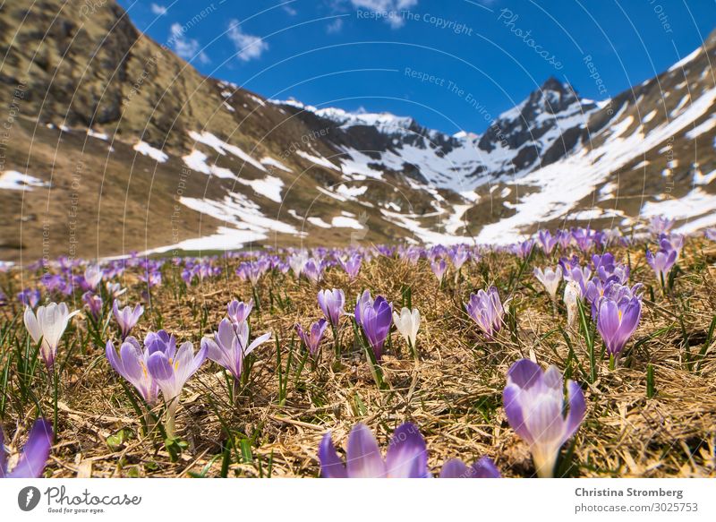 Bergfrühling Berge u. Gebirge wandern Natur Landschaft Pflanze Erde Himmel Schönes Wetter Blume Krokusse Alpen Bundesland Tirol Osttirol atmen Blühend Erholung