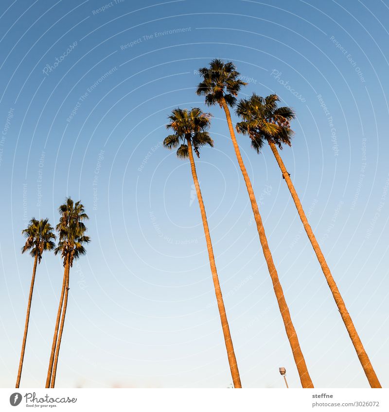 palmen Sonnenaufgang Sonnenuntergang Schönes Wetter Pflanze Baum Ferien & Urlaub & Reisen Palme Blauer Himmel San Diego Kalifornien Strand Erholung Farbfoto