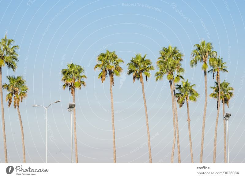 palmenreihe Pflanze Baum heiß Palme königspalme Laterne Sonnenuntergang Allee San Diego Kalifornien Ferien & Urlaub & Reisen Strand Paradies hoch Farbfoto