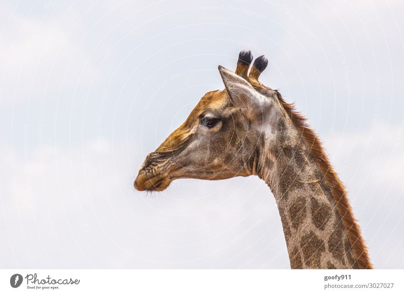 Giraffe Ferien & Urlaub & Reisen Tourismus Ausflug Abenteuer Ferne Freiheit Safari Expedition Gesicht Auge Ohr Nase Mund Himmel Tier Wildtier Tiergesicht