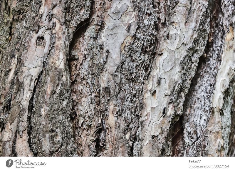 Baumrinde #1 Umwelt Natur Landschaft Pflanze ästhetisch Strukturen & Formen Farbfoto Außenaufnahme Nahaufnahme