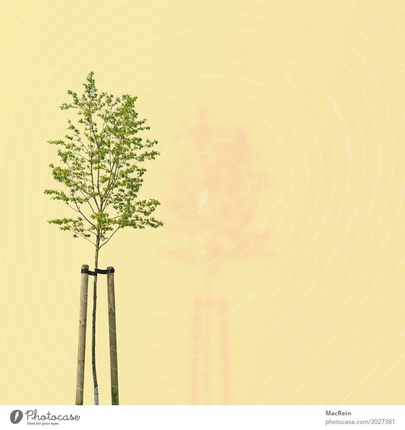 Baum auf gelben Hintergrund Umwelt Natur Pflanze Frühling grün Umweltschutz Vergänglichkeit dee illustration Laubbaum Textfreiraum ökologisch Blatt Baumstamm