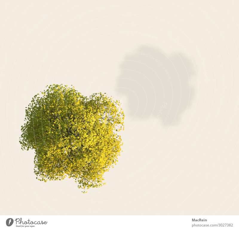 Baum von oben Pflanze Frühling Vergänglichkeit bildsynthese einzelner baum Kraft Farbe farbiger hintergrund grün idee illustration Laubbaum natur naturschutz