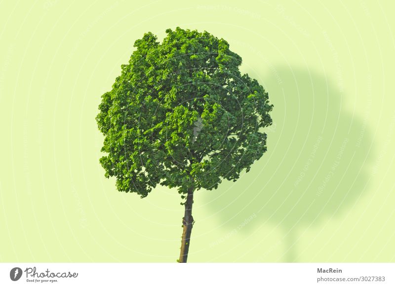 Baum auf günem Hintergrund Umwelt Natur Landschaft Pflanze Frühling Holz frisch grün Vergänglichkeit bildsynthese einzelner baum Kraft Farbe