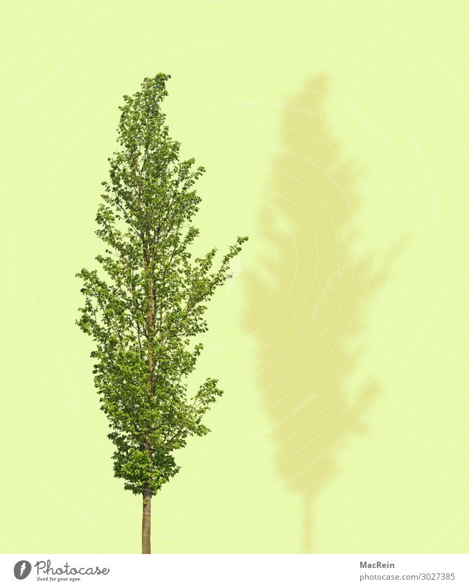 Baum mit gelben Hindergrund Pflanze Frühling Vergänglichkeit bildsynthese einzelner baum Farbe farbiger hintergrund grün idee illustration Laubbaum natur