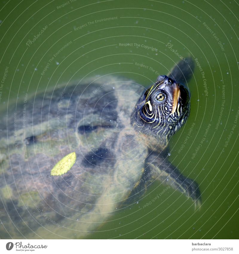Kommt mit rein - 'ne Runde schwimmen! Wasser See Tier Schildkröte Wasserschildkröte Blick Schwimmen & Baden außergewöhnlich Freiheit Freude Klima Überleben