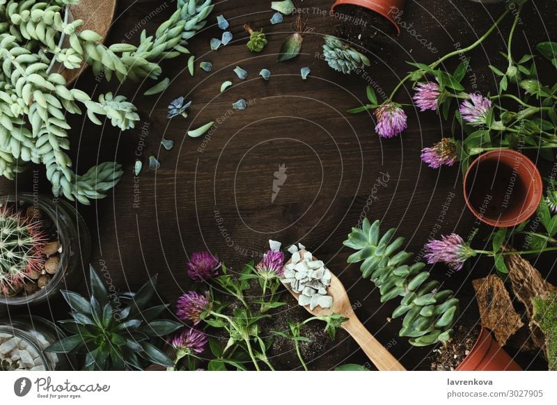 Blumen und Sukkulenten auf Holztisch Botanik Blüte Blatt geblümt Kaktus Klee Textfreiraum geschnitten dunkel Escheveria Fertilisation frisch Garten Pflanze Topf