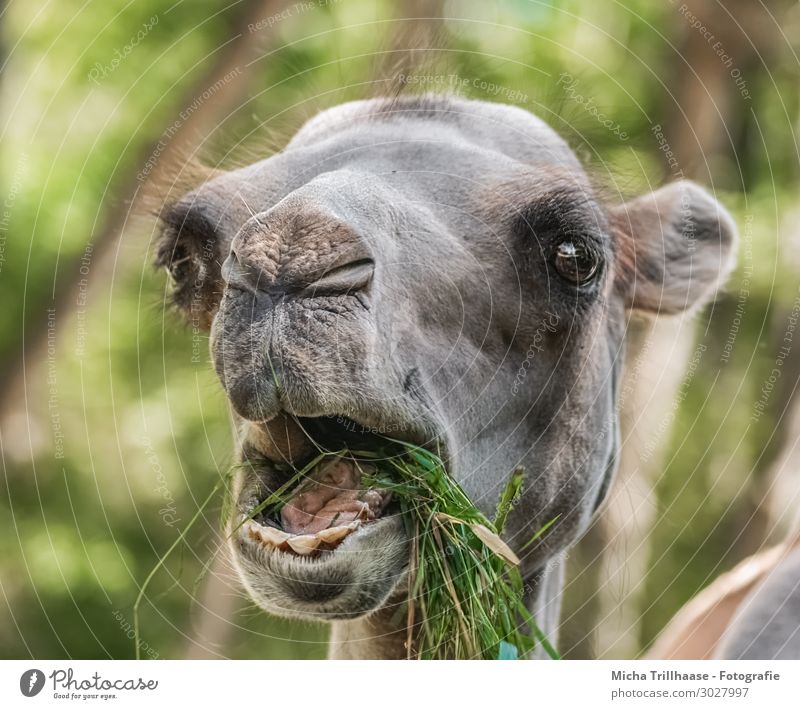 Fressendes Kamel Natur Tier Sonnenlicht Schönes Wetter Gras Grünpflanze Wildtier Tiergesicht Fell Auge Maul Gebiss Zunge Nase Ohr 1 genießen lustig nah