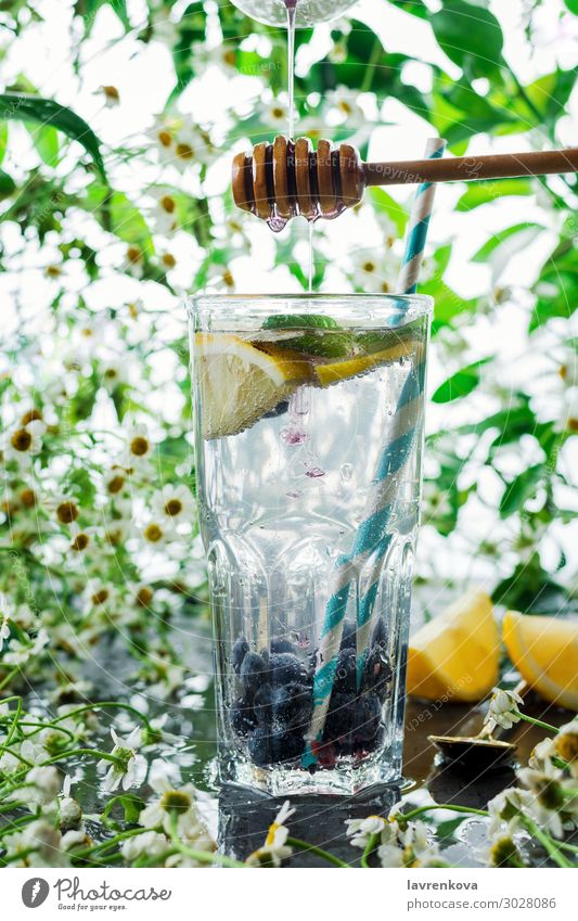 Sommer Heidelbeerlimonade im Glas Getränk Blaubeeren Zitrusfrüchte Cocktail kalt Coolness Korbblütengewächs Gänseblümchen trinken Blume frisch Frucht grün