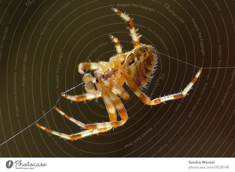 Kreuzspinne 2 Tier Spinne 1 bauen Tauziehen Appetit & Hunger Natur Umweltschutz Europa Farbfoto Außenaufnahme Menschenleer Hintergrund neutral