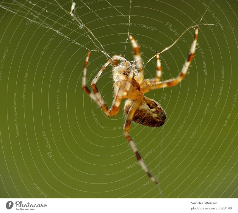 Kreuzspinne Tier Spinne 1 bauen hängen Selbstbeherrschung Angst Ekel Erholung warten Streifen Insekt Farbfoto Außenaufnahme Nahaufnahme Menschenleer Tag