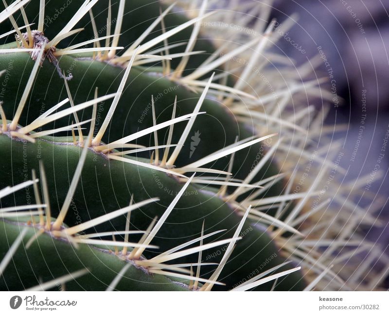 kaktus Kaktus grün Pflanze Blume Stachel Natur Schmerz Linse http://www.keasone.de