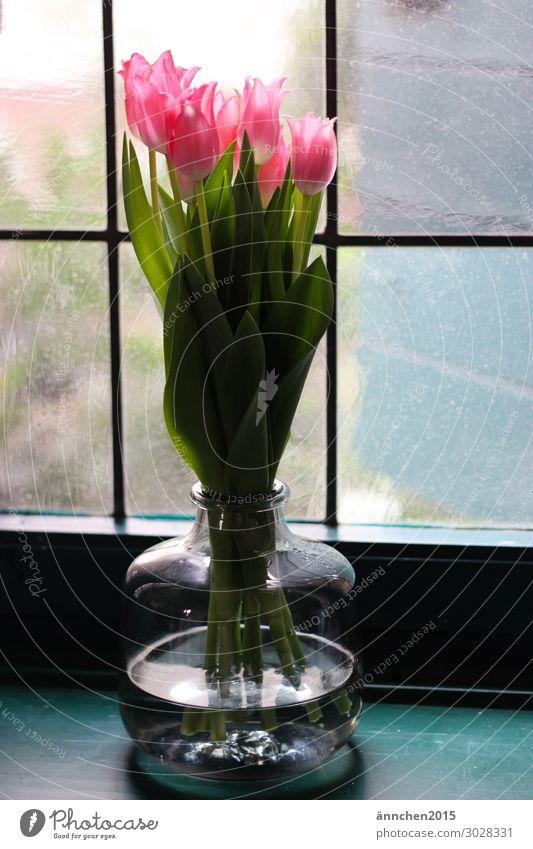 Tulpen rosa grün Innenaufnahme Fenster alt Gegenlicht Vase blau Glas Dekoration & Verzierung Frühling Blume Blumenstrauß Sprossenfenster