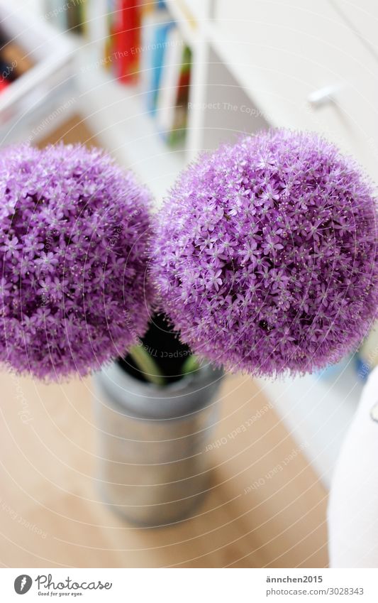 ()Sommer() Blüte Innenaufnahme Wohnung Vase Milchkanne Blume violett weiß grün silber