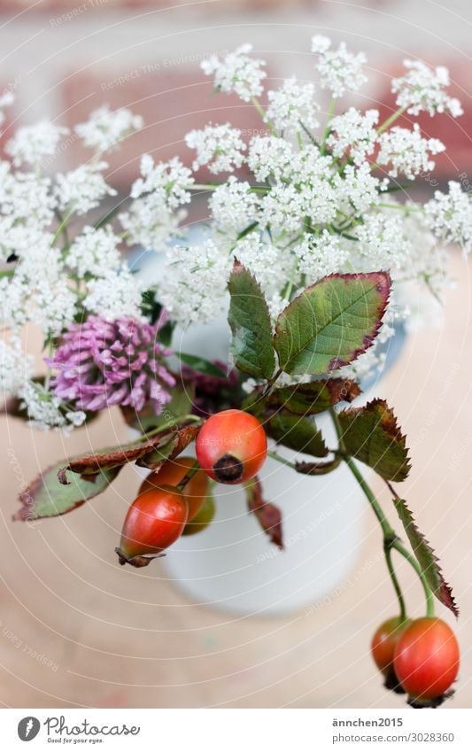 Sammelsorium Hagebutten Blume Wald Wiese sammeln pflücken rot weiß rosa Vase Blumenstrauß Dekoration & Verzierung Innenaufnahme Glück Freude