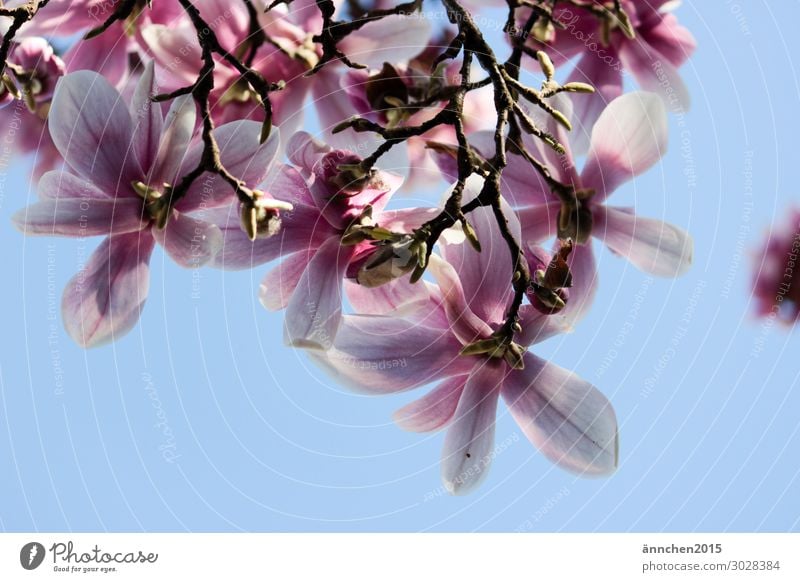 Magnolienblüte Magnoliengewächse rosa hell-blau Natur Blüte Blühend Blume Frühling Himmel Sonne Sonnenstrahlen Glück Fröhlichkeit Baum Außenaufnahme Zweig