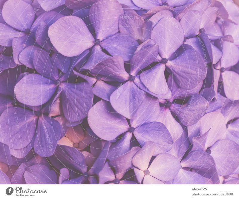 Violetter floraler Hintergrund Design schön Sommer Tapete Hochzeit Natur Pflanze Blume Blüte Liebe frisch natürlich weich blau Romantik Farbe Beautyfotografie