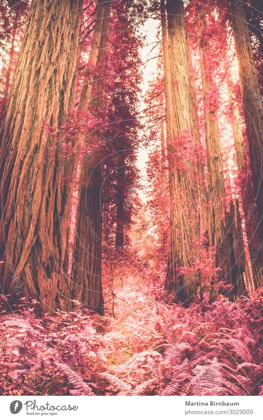 Faux Infrarot, Sequoia Bäume Umwelt Natur Landschaft Pflanze Baum Farn Grünpflanze Wald Stadtrand Endzeitstimmung Farbfoto Morgen