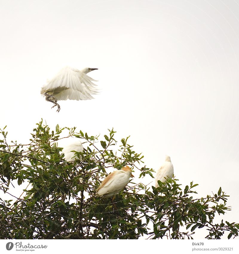 Startender Seidenreiher: Launch Sequence II Umwelt Natur Tier Wolken Sommer Baum Baumkrone Park Wald Kantabrien Spanien Wildtier Vogel Flügel Brutkolonie Reiher