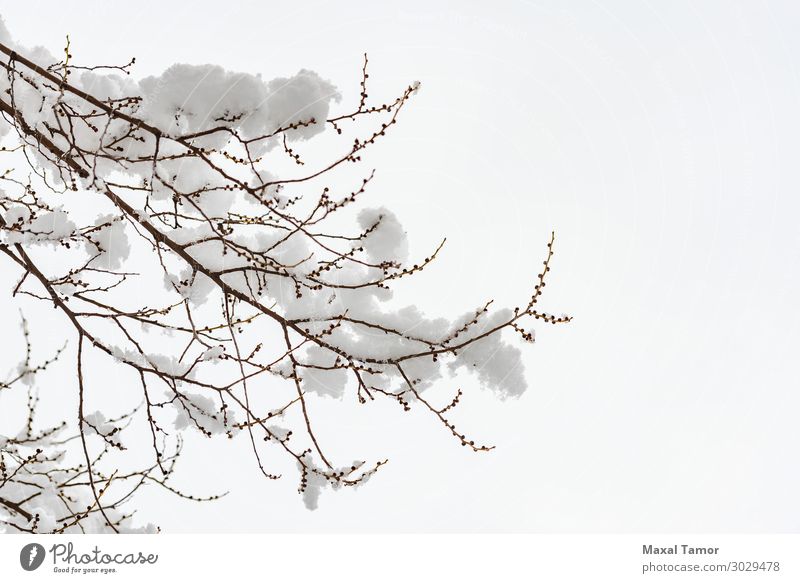 Ulmenast mit Schnee im Winter Leben Umwelt Natur Pflanze Himmel Wetter Schneefall Baum Park Wald Coolness frisch hell weiß Hintergrund Niederlassungen